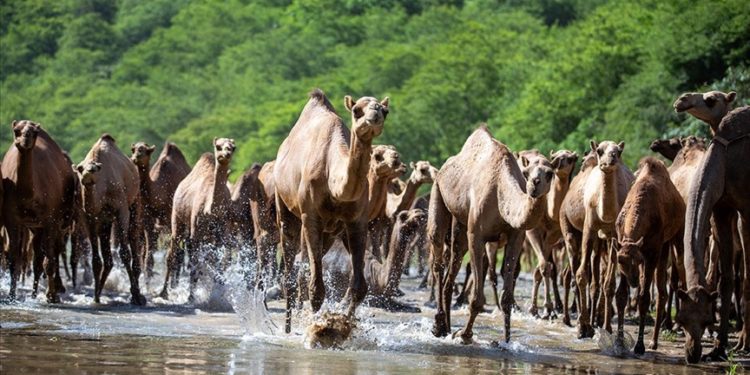 Ummanlılar, develerini otlattıkları “El-Hatala” mevsimini festival havasında geçiriyor