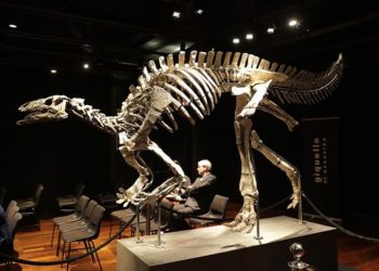 Paris'te 150 milyon yıllık dinozor iskeleti açık artırmayla 930 bin avroya satıldı