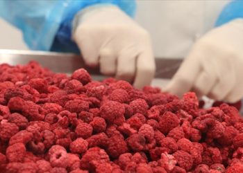 Çankırı’da dondurularak kurutulan sebze ve meyveler 6 ülkeye gönderiliyor