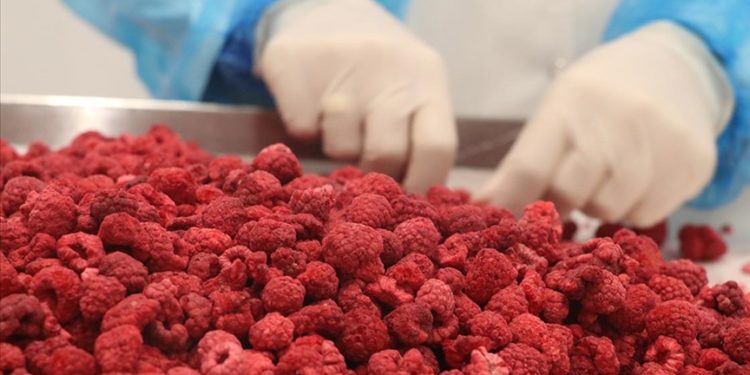 Çankırı’da dondurularak kurutulan sebze ve meyveler 6 ülkeye gönderiliyor