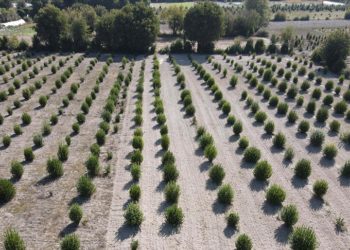 Hibe olarak dağıtılan defne fideleri Muğlalı çiftçilere gelir kapısı oldu