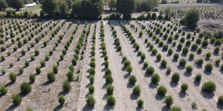 Hibe olarak dağıtılan defne fideleri Muğlalı çiftçilere gelir kapısı oldu
