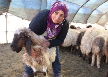Borçla hayvancılığa başlayan kadın yetiştirici koyun sayısını 30'dan 300'e çıkardı