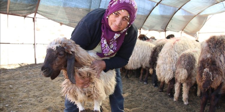 Borçla hayvancılığa başlayan kadın yetiştirici koyun sayısını 30'dan 300'e çıkardı