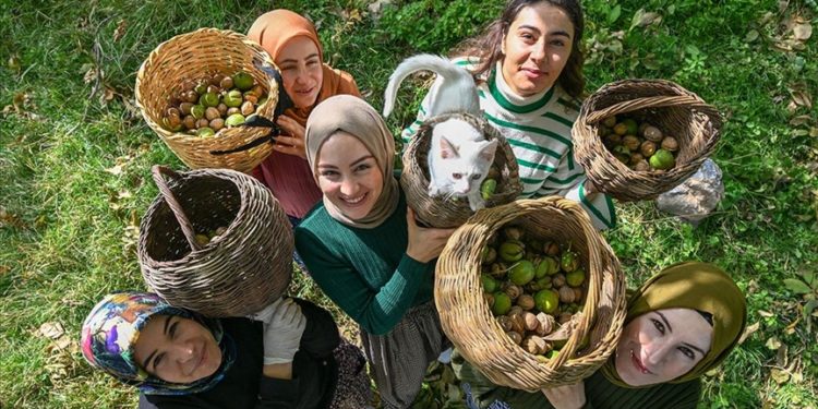 Vanlı kadınlar dağların eteklerinden topladıkları cevizi birçok şehre gönderiyor