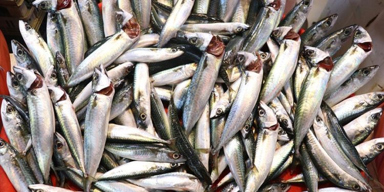 Bebeklerde balık tüketimi anne sütü kadar önemli