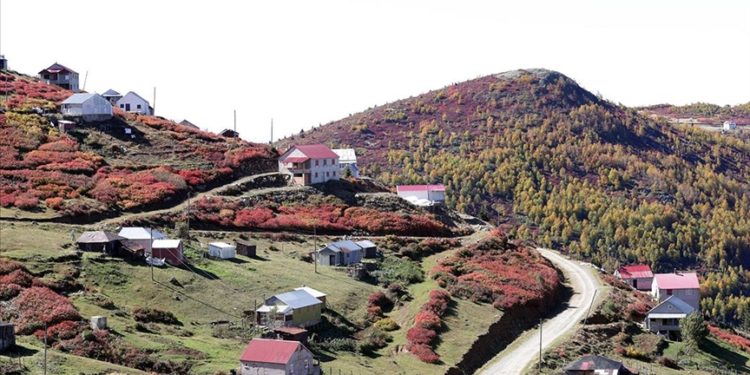 Trabzon-Giresun sınırındaki 2 bin 182 rakımlı Sis Dağı'nda güz zamanı