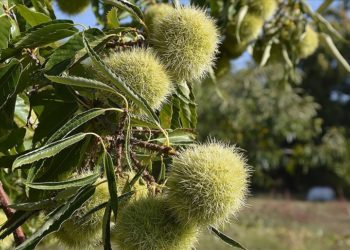 Manisa Demirci'de kestane hasadı başladı