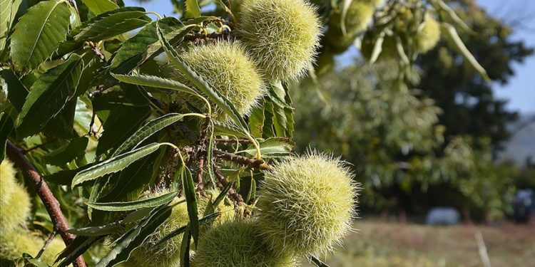 Manisa Demirci'de kestane hasadı başladı