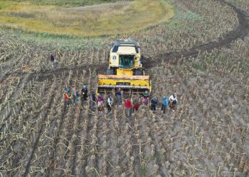 Depremzede mevsimlik tarım işçileri Ağrı'da ayçiçeği hasadında