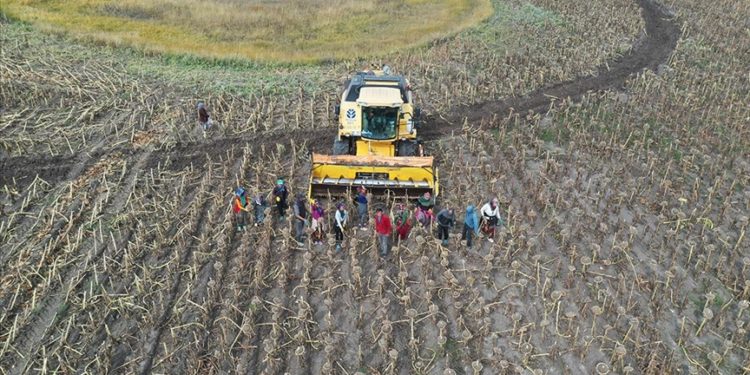 Depremzede mevsimlik tarım işçileri Ağrı'da ayçiçeği hasadında