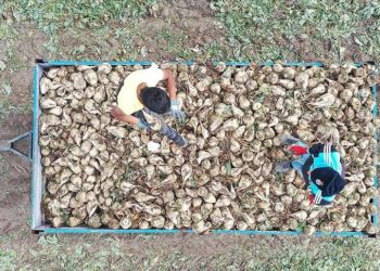 Pancar üreticilerine 715,8 milyon liralık hasat avans ödemesi bugün yapılacak