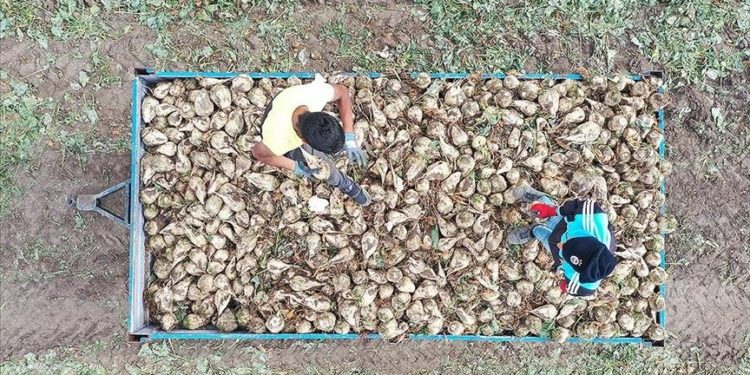 Pancar üreticilerine 715,8 milyon liralık hasat avans ödemesi bugün yapılacak