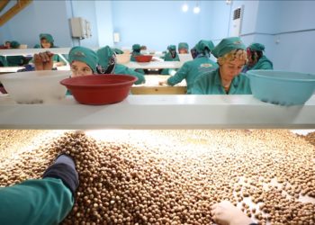 Düzce’deki fabrikada fındık ayıklama işinde 70 kadın çalışıyor