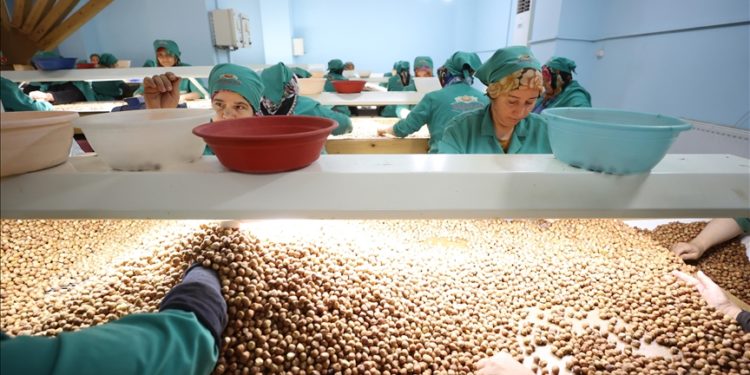 Düzce’deki fabrikada fındık ayıklama işinde 70 kadın çalışıyor