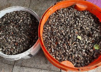 Fındık üreticisi, evini saran kahverengi kokarca böceğinden ilaçlı mücadeleyle kurtuldu