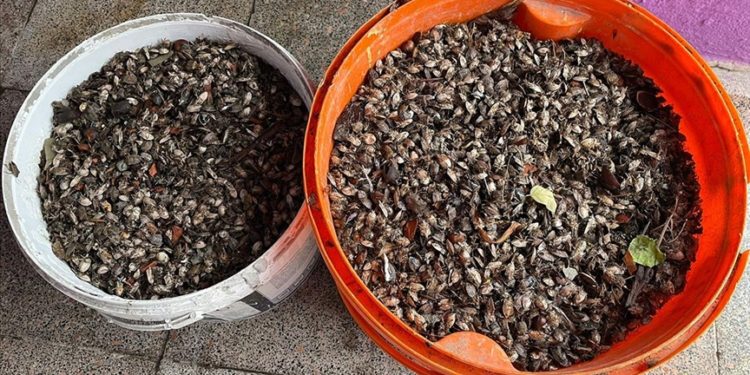 Fındık üreticisi, evini saran kahverengi kokarca böceğinden ilaçlı mücadeleyle kurtuldu