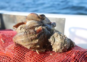 Karadeniz’den çıkarılan deniz salyangozları Avrupa ve Uzak Doğu’ya ihraç ediliyor