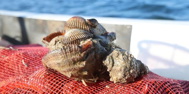 Karadeniz’den çıkarılan deniz salyangozları Avrupa ve Uzak Doğu’ya ihraç ediliyor