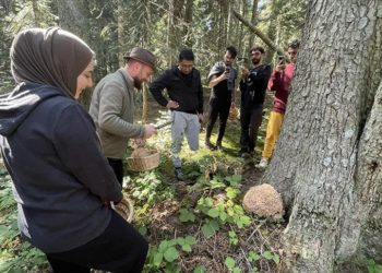Bolu'daki yaylalar mantar meraklılarına ev sahipliği yapıyor