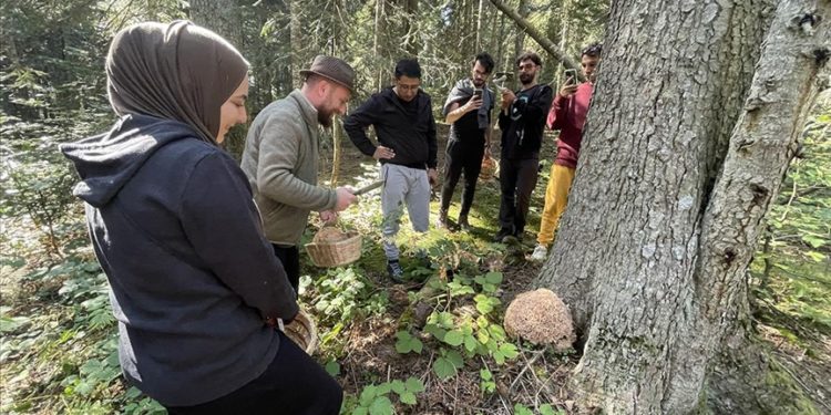 Bolu'daki yaylalar mantar meraklılarına ev sahipliği yapıyor