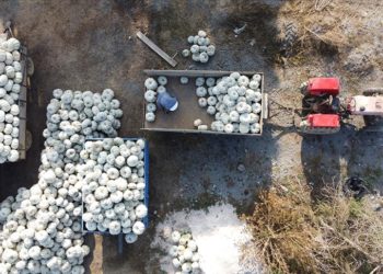 Bilecikli kestane kabağı üreticileri baraj sayesinde 17 yıldır iyi verim alıyor