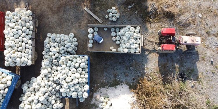 Bilecikli kestane kabağı üreticileri baraj sayesinde 17 yıldır iyi verim alıyor