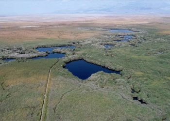 Tünelle tersine akıtılan su, allı turnalara hayat veriyor