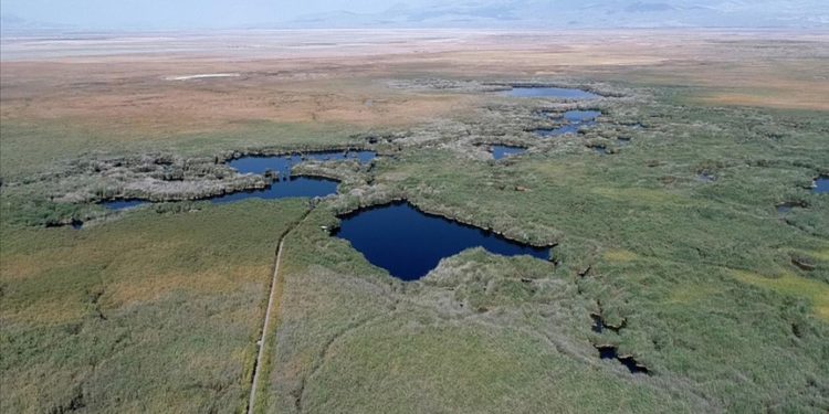 Tünelle tersine akıtılan su, allı turnalara hayat veriyor