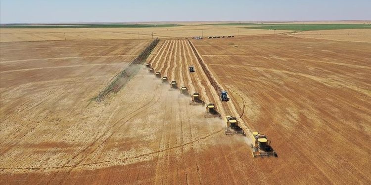 Akıllı tarım uygulamaları yapay zeka ve dijitalleşmeyle yaygınlaşacak