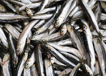 Hamsi bolluğunu duyan balıkçı av için Tekirdağ’a geliyor