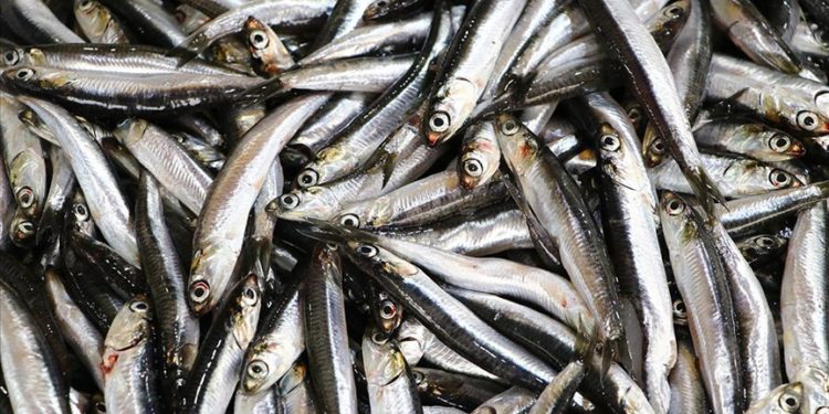 Hamsi bolluğunu duyan balıkçı av için Tekirdağ’a geliyor