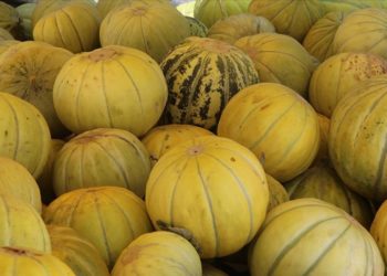 Çankırı’nın tuzlu toprağında yetişen kavunun daha tatlı olduğu belirlendi