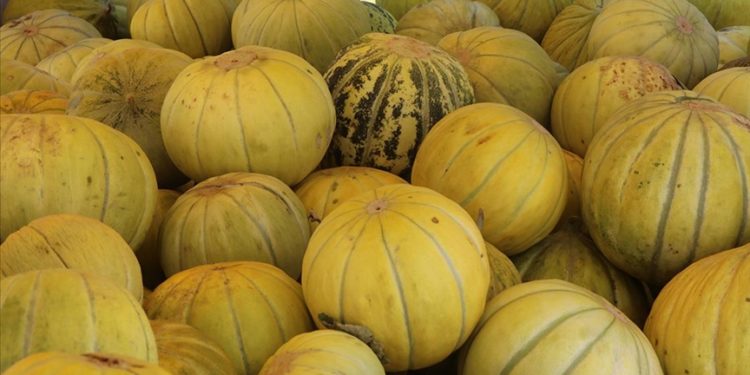 Çankırı’nın tuzlu toprağında yetişen kavunun daha tatlı olduğu belirlendi