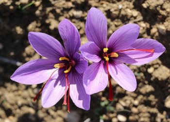 Safran tarlaları, Safranbolu’nun turizm potansiyeline güç katıyor