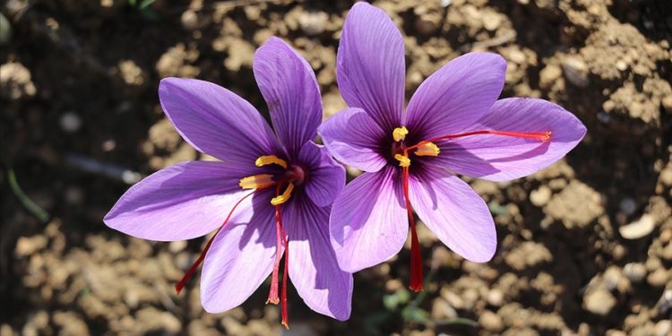 Safran tarlaları, Safranbolu’nun turizm potansiyeline güç katıyor