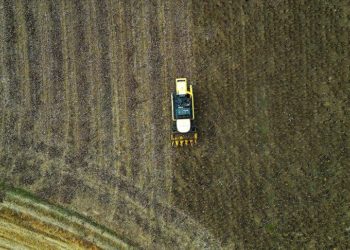 Bayburt’ta çerezlik ayçiçeği üretim alanı genişliyor