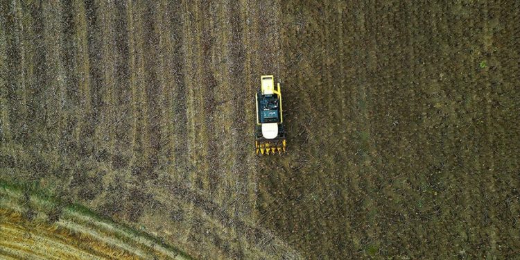Bayburt’ta çerezlik ayçiçeği üretim alanı genişliyor