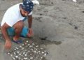 Belek ve Kızılot sahillerinden bu yıl 150 bin caretta caretta yavrusu denize ulaştı
