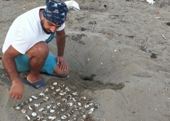 Belek ve Kızılot sahillerinden bu yıl 150 bin caretta caretta yavrusu denize ulaştı
