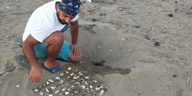 Belek ve Kızılot sahillerinden bu yıl 150 bin caretta caretta yavrusu denize ulaştı