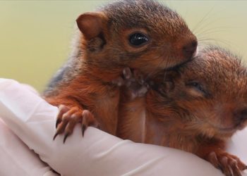 Annesiz kalan sincap yavrularına özenle bakılıyor