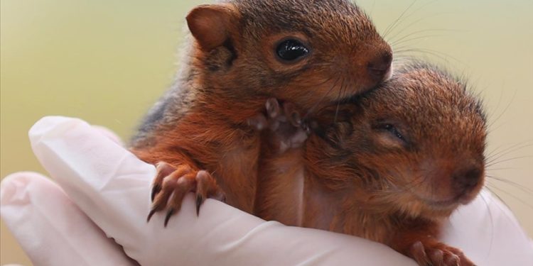 Annesiz kalan sincap yavrularına özenle bakılıyor