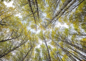 Tunceli'nin ormanlarında sonbahar renkleri hakim oldu