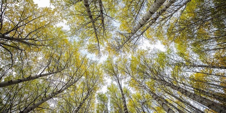 Tunceli'nin ormanlarında sonbahar renkleri hakim oldu