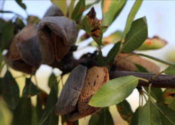 Elazığ’da 472 bin ağaçta badem hasadı başladı