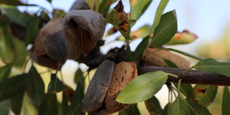 Elazığ’da 472 bin ağaçta badem hasadı başladı