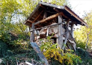 Kastamonu'da aç kalan ayılar arı kovanlarına zarar verdi