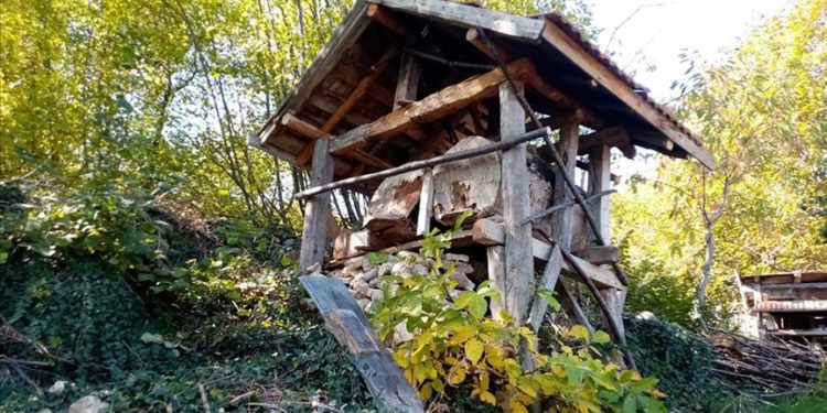 Kastamonu'da aç kalan ayılar arı kovanlarına zarar verdi