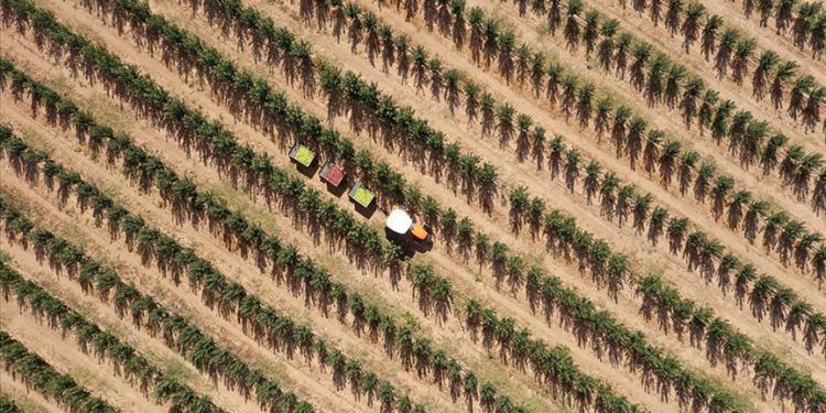 Kayseri’de 36 bin nüfuslu ilçeden 18 ülkeye elma ihracatı